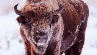preview picture of video 'Зубры против зимы. Bisons against winter.'