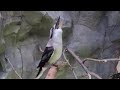 Laughing Kookaburra