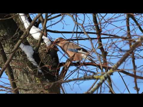 Eurasian Jay hides food
