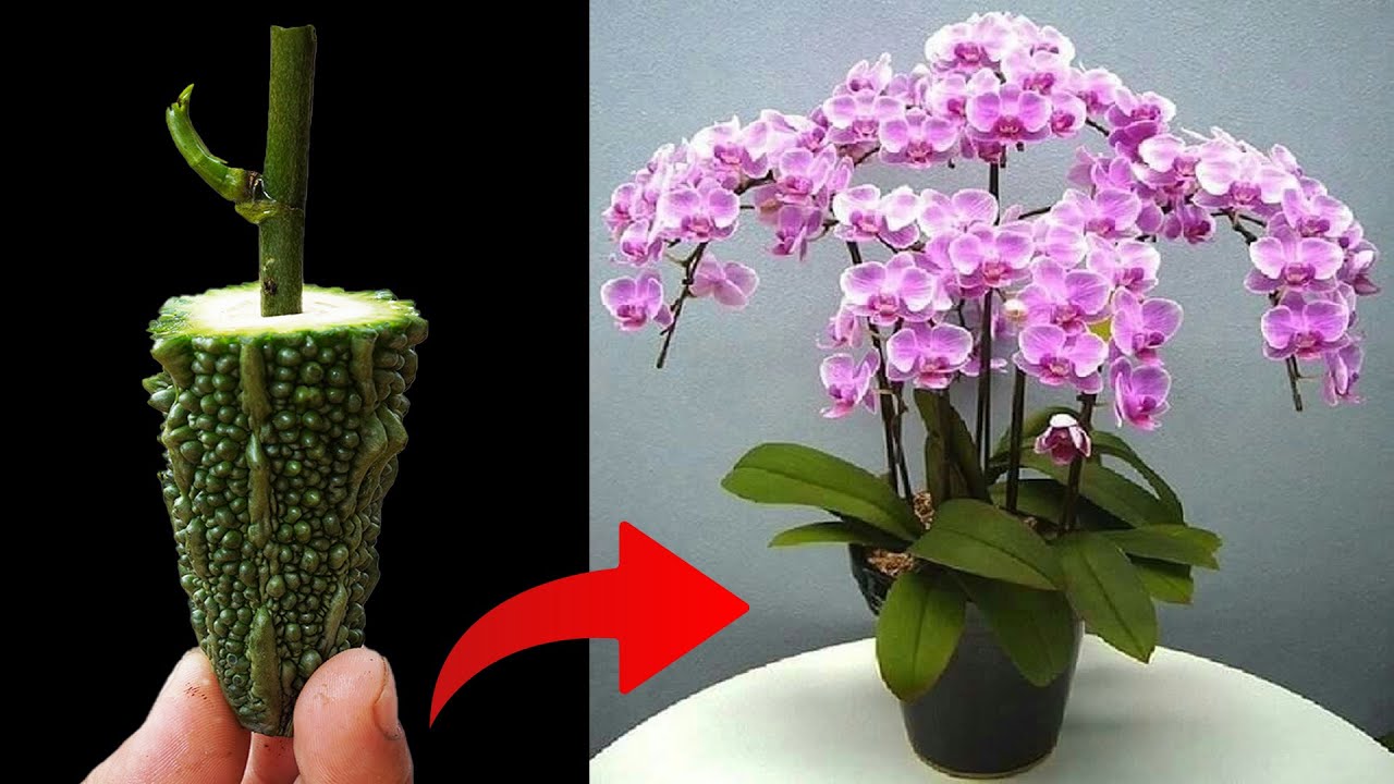 From BITTER FRUIT Will Come Beautiful SWEET Orchids