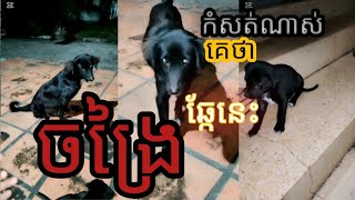 ឆ្កែគេយកមកដាក់នៅវត្ត កំសត់ណាស់កូនក៏បាត់អស់។