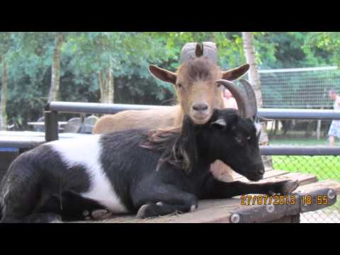 Agroturystyka BRZOZA