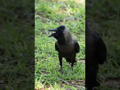 #kauva# voice#hada#crow#bird#sweetvioce#ringtone#animals