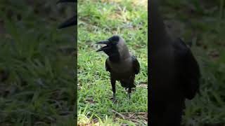 #kauva# voice#hada#crow#bird#sweetvioce#ringtone#animals