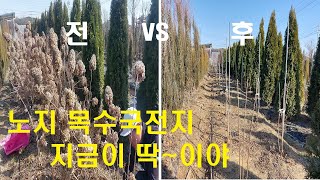 노지목수국전지 이 영상보고 따라해보세요