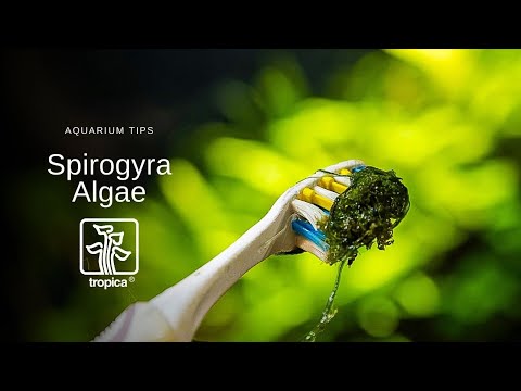 Spirogyra Algae - How to treat it in your Aquarium