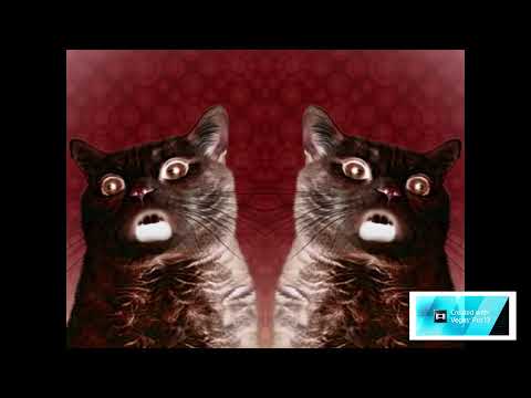 Numa Cat In V Major