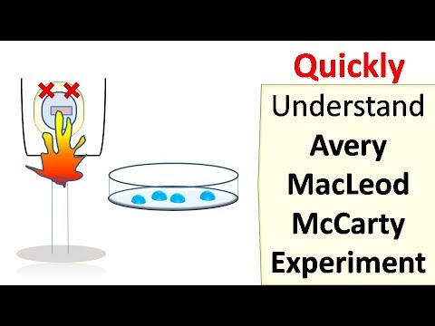 Avery MacLeod McCarty-Experiment