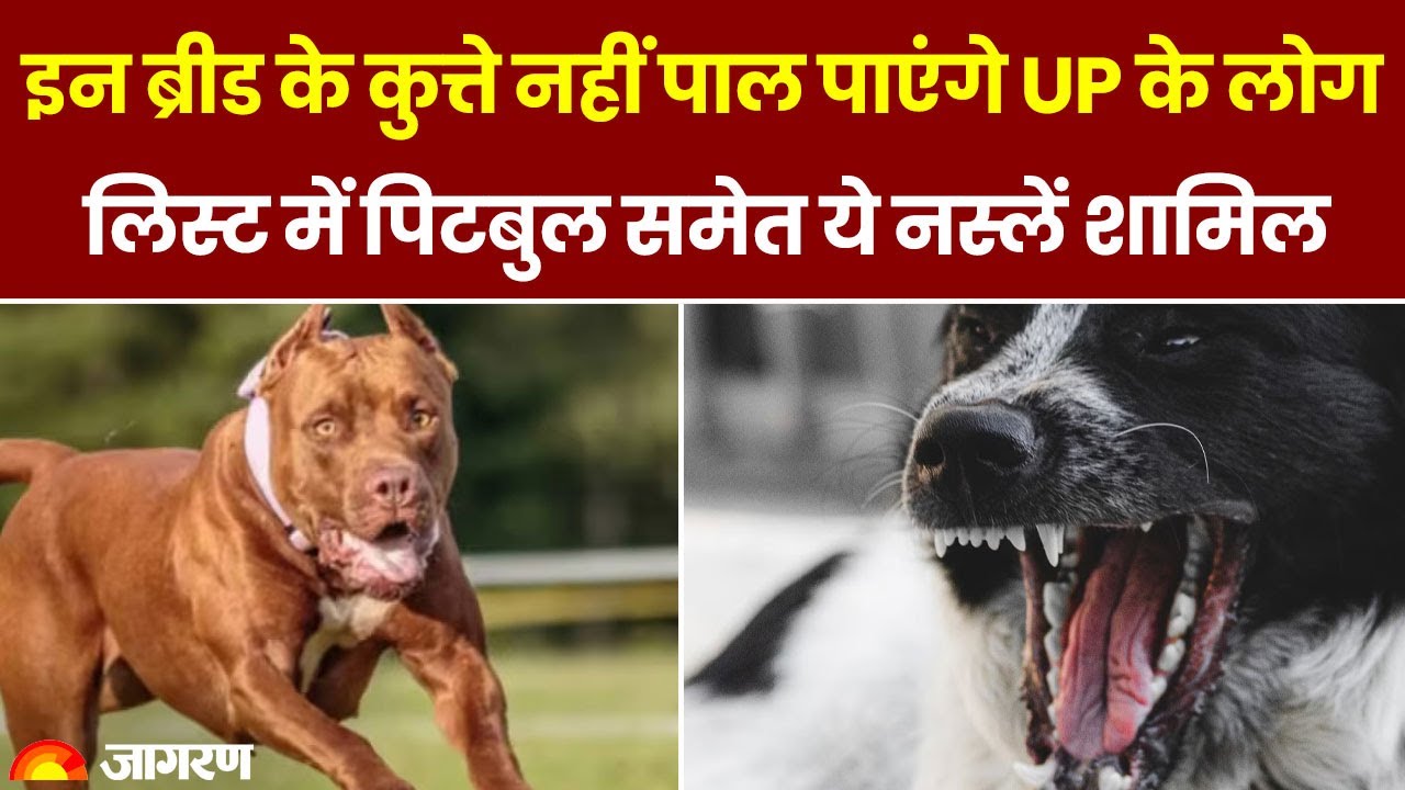 23 Dog Breeds Ban: इन ब्रीड के कुत्ते नहीं पाल पाएंगे UP के लोग, पिटबुल समेत ये नस्लें शामिल