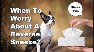 Reverse Sneezing In Dogs - Why It Happens & When To Worry!