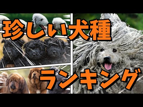 イタリアの犬種