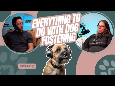 Dog Fostering - How To Prepare For It And What To Consider