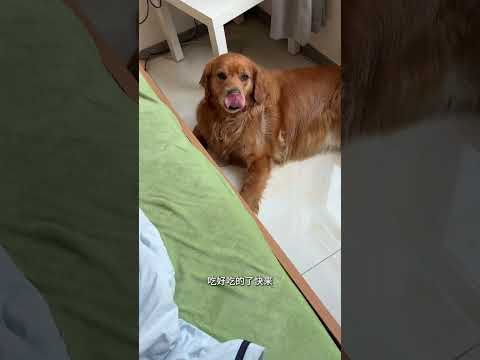 自从我妹妹来了以后，（哀怨）我的地位岌岌可危&hellip;&hellip; #金毛 #边牧素素