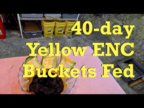40-day yellow ENC worm buckets fed after 2 weeks - vermicompost