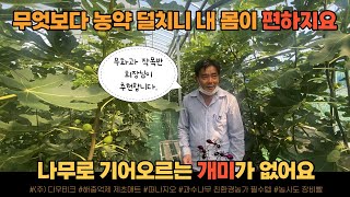 무화과 재배법 병충해관리 무화과나무키우기 해충관리 비닐멀칭 썬라이크필름