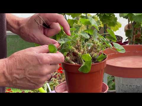 Cutting back and Re-potting Zonal Pelargoniums