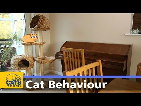 🐱 My cat keeps hiding | Behaviour guides: Episode two