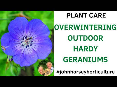 MASTER GUIDE TO OVERWINTERING HARDY GERANIUMS IN YOUR GARDEN!
