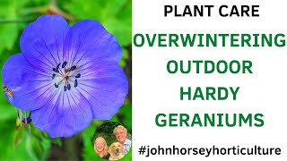 MASTER GUIDE TO OVERWINTERING HARDY GERANIUMS IN YOUR GARDEN!