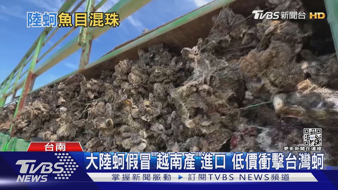 大陸蚵假冒「越南產」進口！　低價衝擊台灣本土蚵