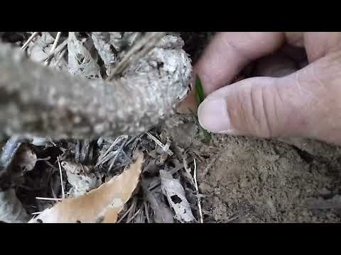 고흥군 과역 난초산행 서 꿈에 닭발단엽 입변goheung-gun gwayeog budeuleoun sanhaeng hwangseo kkum-e dalgbal dan-yeob ib