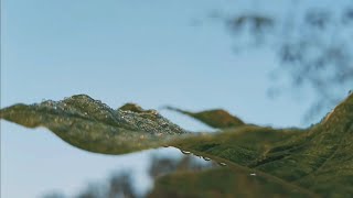 Download lagu Beautiful Sunrise & the Flowers | Nature cinematic video | No Copyright video | nature #sunrise mp3 Download lagu Beautiful Sunrise & the Flowers | Nature cinematic video | No Copyright video | nature #sunrise mp3