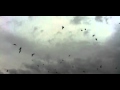The Walwian S Birds Cinemascope