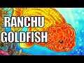 Ranchu Goldfish Ranchu Goldfish Care Guide Is The Ranchu World S Cutest Goldfish