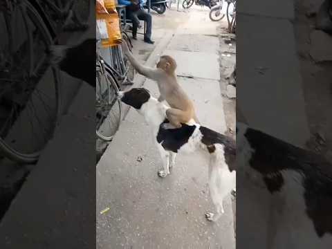 MoNKEY AND DOG : Friendship ever funny monkey video #monkey #dog #yashveer little