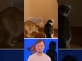 Funny Animals 7