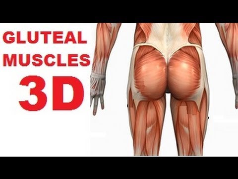 Muscles of the Thigh and Gluteal Region - Part 1 - Buttocks Muscles