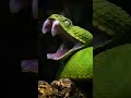 Snake Close Up Green Snake Slowmotion Shorts Snakevideo