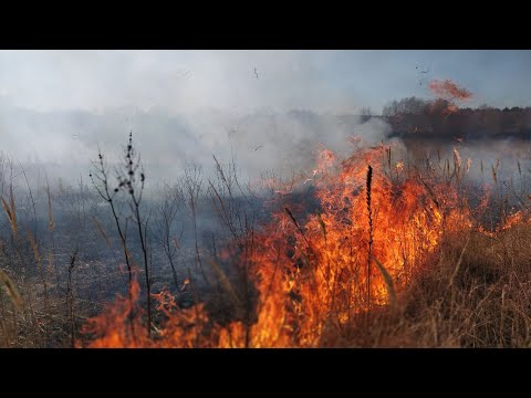 От лесных пожаров погибли 3 человека в Гомельской области за минувшие выходные видео