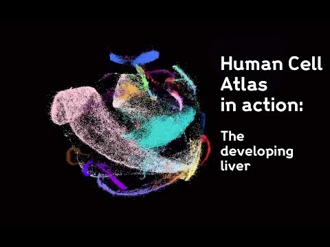 Sanger Institute - Human Cell Atlas - The developing liver