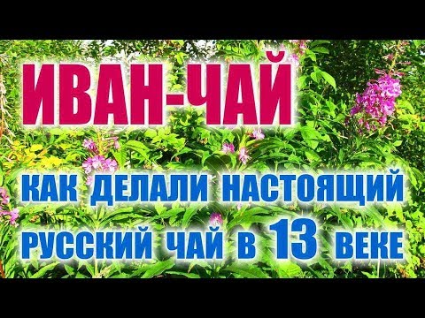 ИВАН ЧАЙ, РУССКИЙ ЧАЙ, КОПОРСКИЙ ЧАЙ. Заготовка ИВАН ЧАЯ, приготовление, ферментация и жарка.