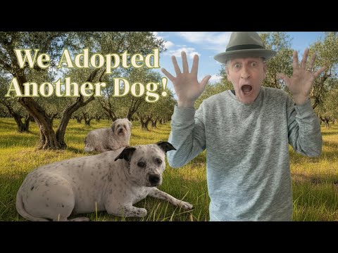 Dog Rescue - From Hungry to Happy - Ep 8
