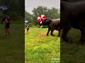 ELEPHANT USE UMBRELLA
