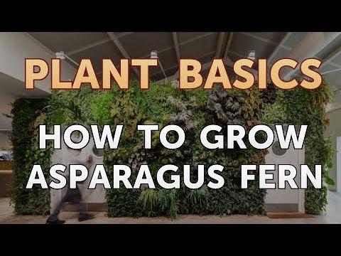 How to Dry an Overwatered Plant