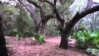 preview picture of video 'Hiking at Hickory Hammock (Florida Trail - Highlands)'
