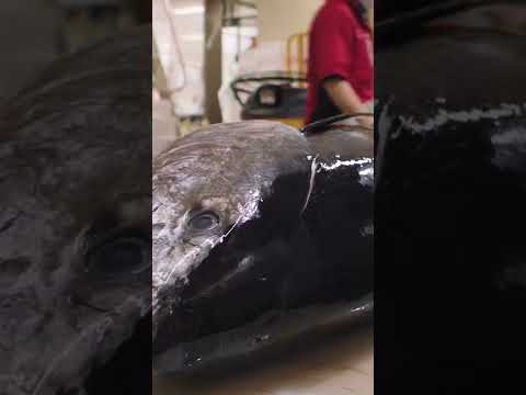 為什麼這條金槍魚要花費300萬美元#短褲 (Why this one tuna costs $3 million #shorts)