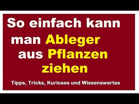 Ableger aus Pflanzen ziehen - Stecklinge machen aus Ästen - Schnell und einfach vermehren