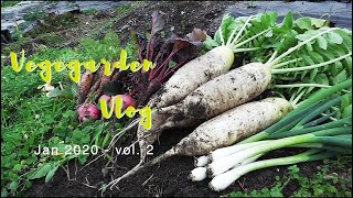 【大根収穫】家庭菜園Vlog 2020年1月 vol.2