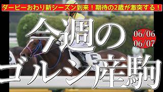 今週のゴールドシップ産駒 (06/06,07)【ダービーおわり新シーズン到来！期待の2歳が激突する！／セイウンオオゾラ,ヴェントリナほか】
