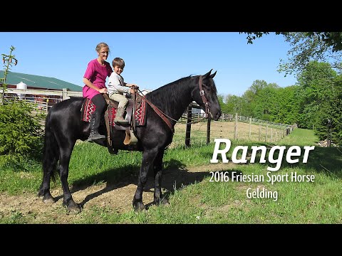 SOLD 2016 FSHR Friesian Cross Gelding | Consigned to Platinum Online Auction