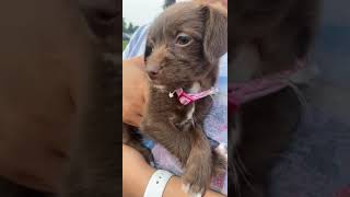 Chipoo Puppies Videos