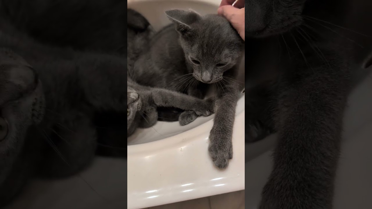 Wynken, a Adoptable mixed breed in Hyattsville, MD video 2/6