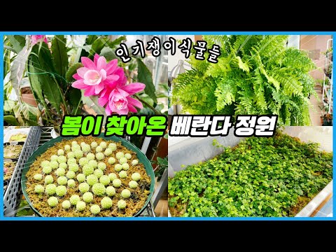 그동안 인기 많았던 식물 근황 다 보여드려요!! 오랜만에 봄 베란다 식물투어!! 그동안 인기 많았던 식물 근황 다 보여드려요!! 오랜만에 봄 베란다 식물투어!!