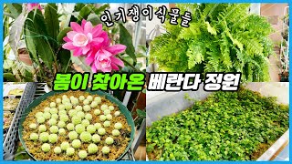 그동안 인기 많았던 식물 근황 다 보여드려요!! 오랜만에 봄 베란다 식물투어!!