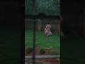 Summer Rain Has A Special Place In My Heart Rain Dress Aesthetic Rainyday Romanticizeyourlife