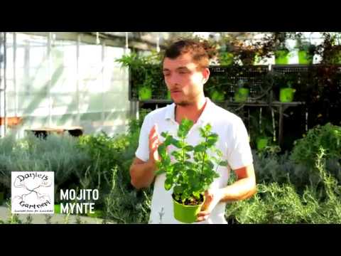 Daniel's Gartneri - Mojito Mynte